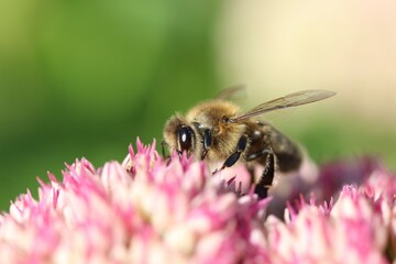 a honey bee is feeding on nectar at a pink sedum flower closeup with a green background in the garden in late summer