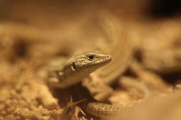 Macro/closeup of a head of a lizard (lacerta)Podarcis muralis picture taken in Spain	
