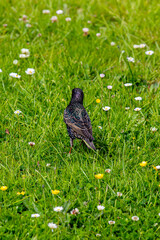 Starling standing on the grass amongst daisies