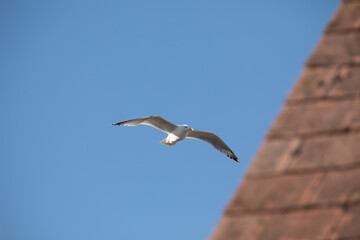Seagull in flight near a house roof