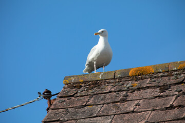 Seagull standing on a house roof