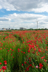 A view of a poppy field with buildings in the background