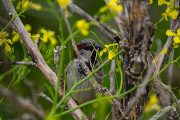 Sparrow perching on a branch collecting nesting materials 