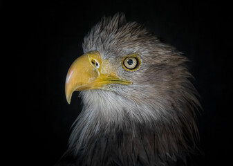 Weißkopfseeadler Porträt