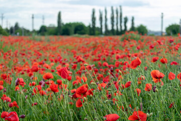 Fototapeta premium A view of a poppy field with trees in the background