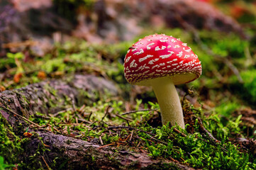 Poisonous red fly agaric in the forest near the moss. Bokeh background. Close-up.  Autumn.
