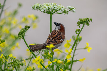 Sparrow perching on a flower, looking around