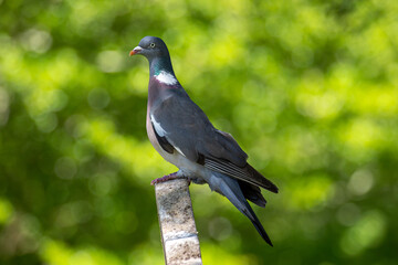 Pigeon perching on a gravestone