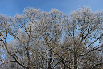 winter trees with snow on the branches and a blue sky