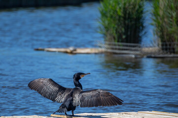 Cormorant sitting on a dock, drying its wings