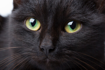 Black cat close up photo big eyes studio shot