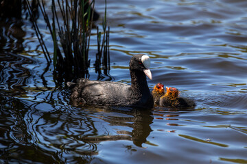 Coot feeding two baby coots, while swimming near reeds
