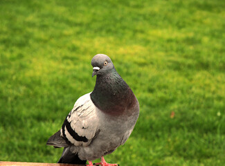 The grey pigeon is standing on the bench. The background is green.