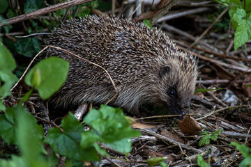 Hedgehog amongst leaves and undergrowth