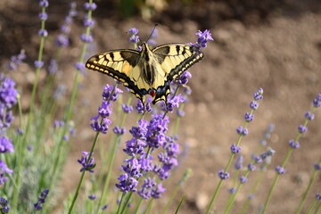 A beautiful butterfly with yellow-black wings on a lavender flower. Swallowtail.