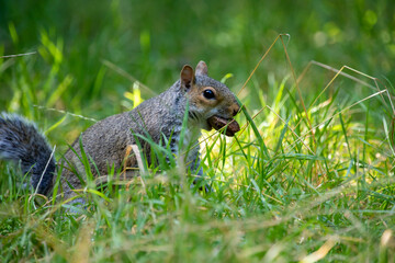 Naklejka na ściany i meble Squirrel standing amongst grass, eating a brazil nut