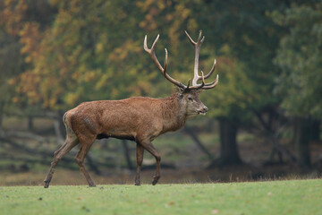 Cerf, Cervus elaphus