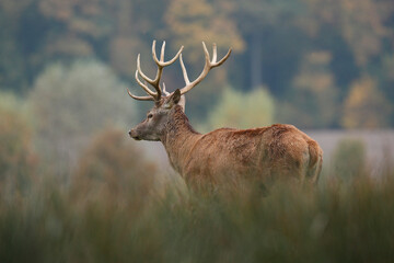 Cerf, Cervus elaphus