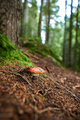 Closeup of a fly agarics in the forest. Close up of fly amanitas in the forest. Mushroom picking in a conifer forest.  