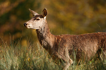 Cerf, Cervus elaphus, biche