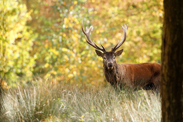 Cerf, Cervus elaphus