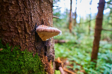 Sunny weather in the forest after rain. Tree Stump and Roots covered with moss in a forest near...