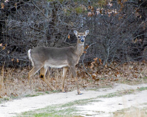 White Tail Deer at Chatham, Cape Cod