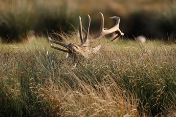 Cerf, Cervus elaphus