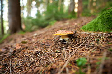 Closeup of a fly agarics in the forest. Close up of fly amanitas in the forest. Mushroom picking in...