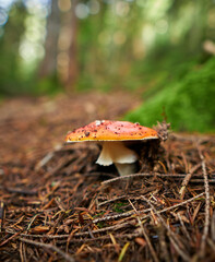Closeup of a fly agarics in the forest. Close up of fly amanitas in the forest. Mushroom picking in a conifer forest.  