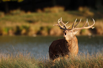 Cerf, Cervus elaphus