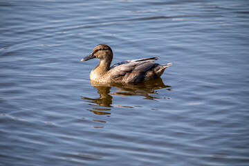 Duck swimming over a calm lake, with a rippled reflection