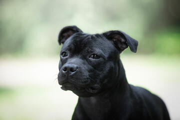 Fototapeta premium Staffordshire Bull Terrier - black dog - detail of head