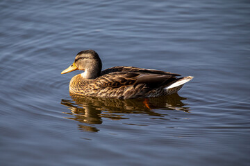 Obraz premium Duck swimming over a calm lake, with a rippled reflection