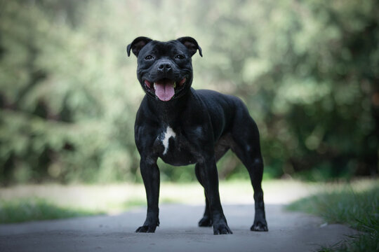 black staffordshire bull terrier dog