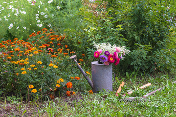 Summer gardening concept; Bunch of purple asters in old watering can, gardening tools on the green lawn near blooming marigold flowers