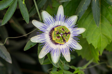 Flor de "Passiflora incarnata  "  o Pasiflora 