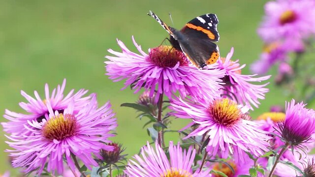 A butterfly on flowers. Purple aster. A flower of aster. Flower in garden. Autumn flowers. Wild nature.