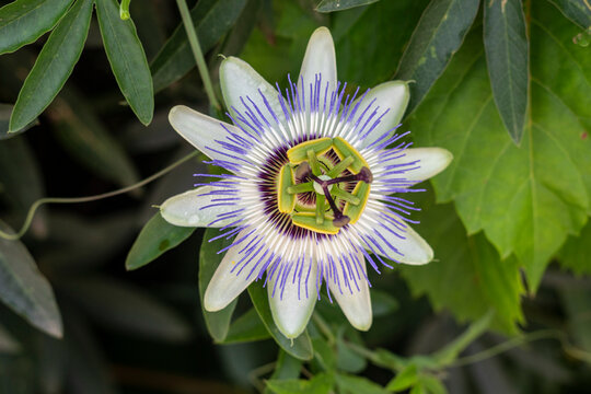Flor de "Passiflora incarnata  "  o Pasiflora 