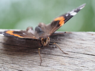 Der Admiral, ein wunderschöner Schmetterling aus der Familie der Edelfalter in einer Nahaufnahme