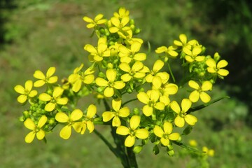 Yellow barbarea flowers in the meadow, closeup