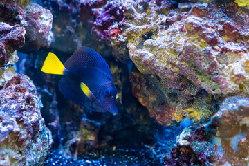 Fototapeta na wymiar yellow-tailed zebrasoma is sea fish with purple-blue body and bright yellow tail