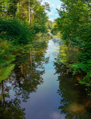Water course of a riparian forest near the river Danube at Tulln, Austria