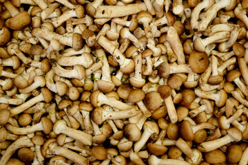 Stock of small fresh Armillaria mellea mushrooms picked in the forest, seasonal food background