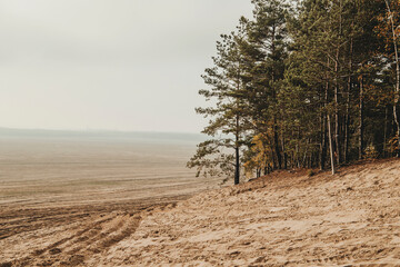 Bledow desert (pustynia bledowska) biggest sand desert in Silesia region in Poland © marcinm111