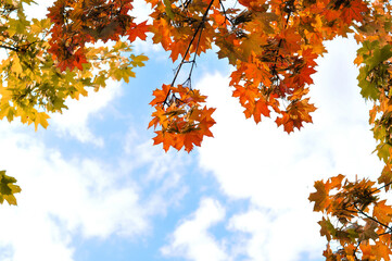 autumn leaves against blue sky