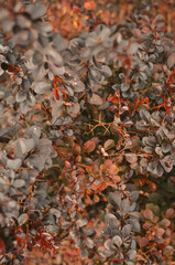 autumn leaves background