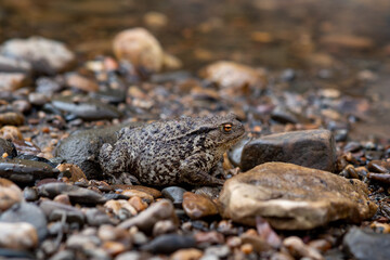 common gray toad camouflaged among the pebbles on the rocky river shore