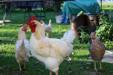 White rooster and hen in the backyard. Domestic breeding of hens. A small chicken farm.