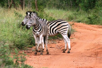 Fototapeta na wymiar Kruger National Park, South Africa